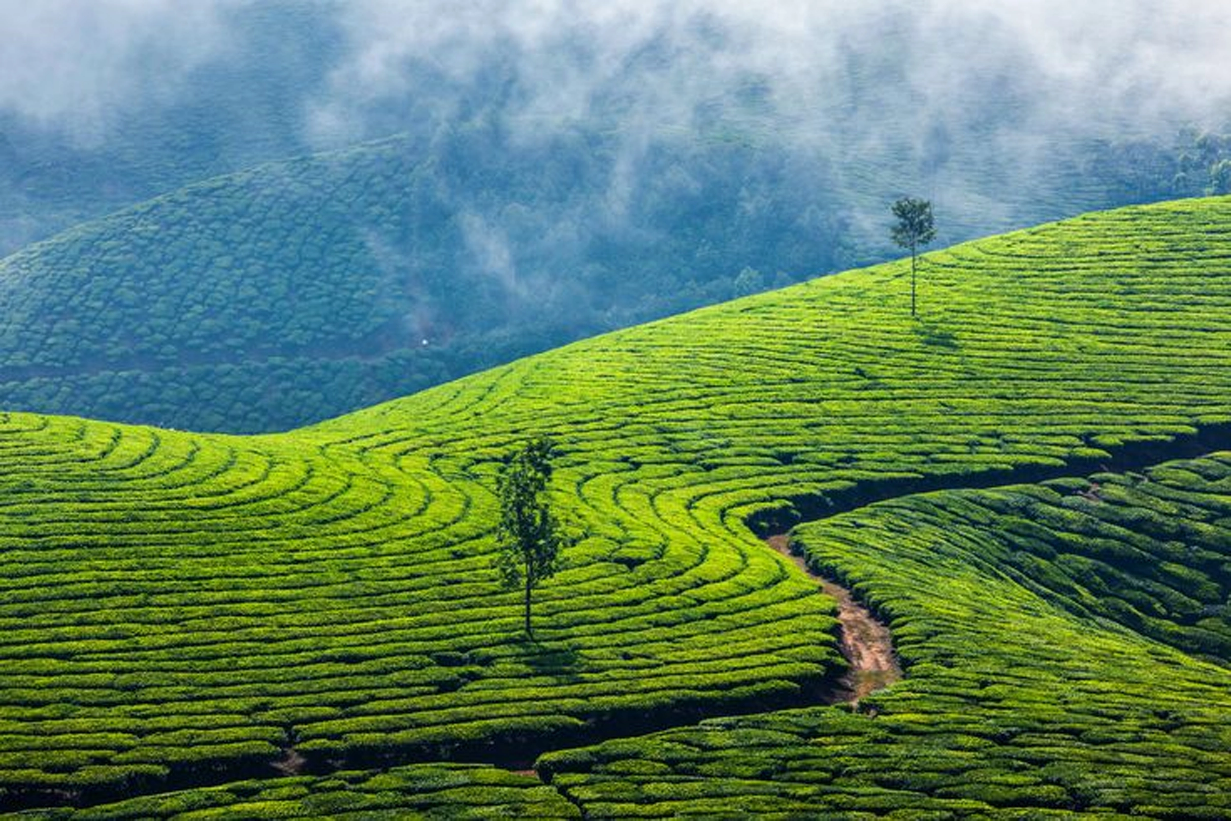 2 Days Munnar Package